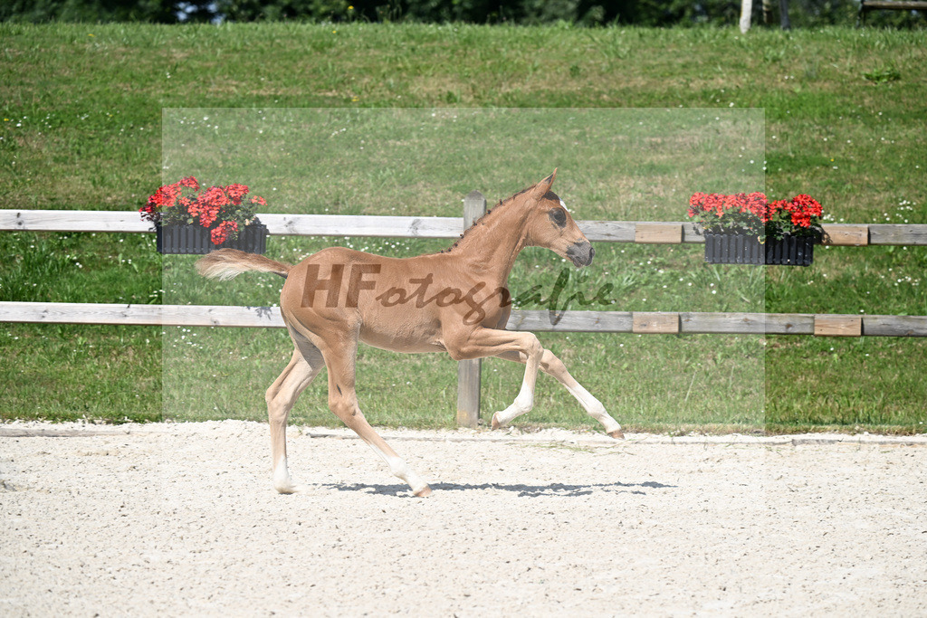Kat-Nr. 21 Feliciano x Diamond Hit_SF_Fischer_15250123 | hf-fotografie - Realizzato con Pictrs.com