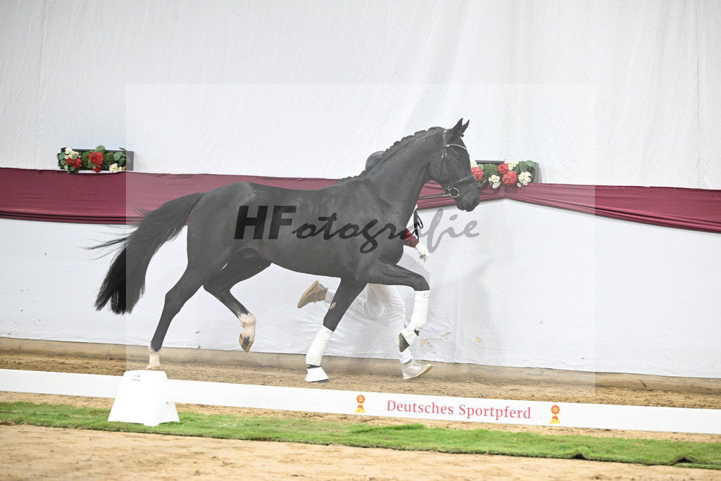 Kat-Nr. 55 Dream Royal x Fleury_Martina Breitner-Roetzer_47252054 | hf-fotografie - Realisiert mit Pictrs.com