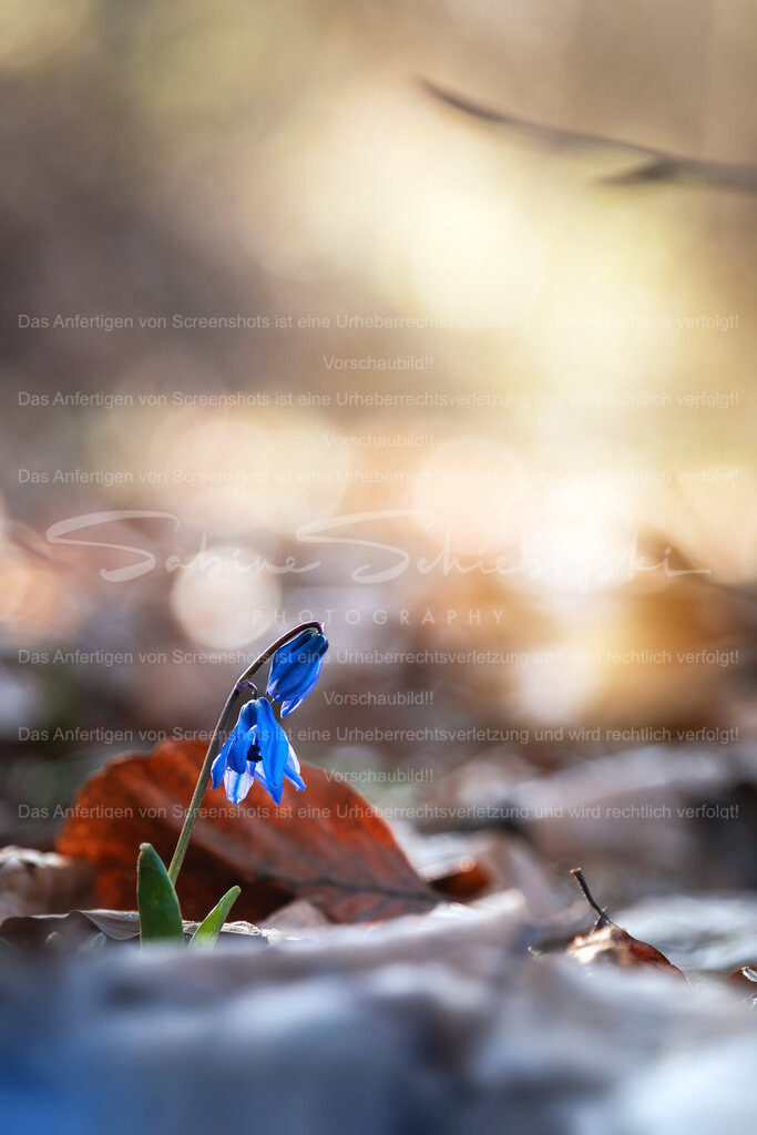 Blaustern im Frühling | People- und Tierfotografie, Imageaufnahmen, Veranstaltungsfotografie und Wandbilder aus der Natur ★ Made in Germany ✔️ Druck + Downloads ✔️ Naturfotografie in Top Qualität ★ schneller Versand, weltweite Lieferung! - Realisiert mit Pictrs.com