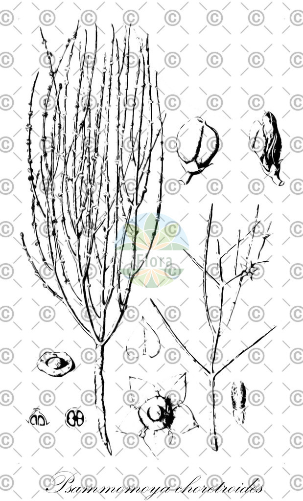 HistAbb_wfo-0000894842_1_ENZY_Simple | Historische Abbildung von Psammomoya choretroides - Celastraceae | Historical Illustration of Psammomoya choretroides - Celastraceae