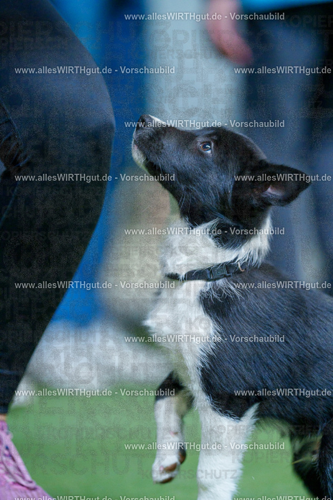 @allesWIRTHgut_Tierfotografie - www.allesWIRTHgut.de - 2604251311-7R503627 | Professionelle Tierfotografie in Mönchengladbach von Daniel Wirth (allesWIRTHgut). Liebevolle & natürliche Bilder von Hunden & Katzen für unvergessliche Erinnerungen.