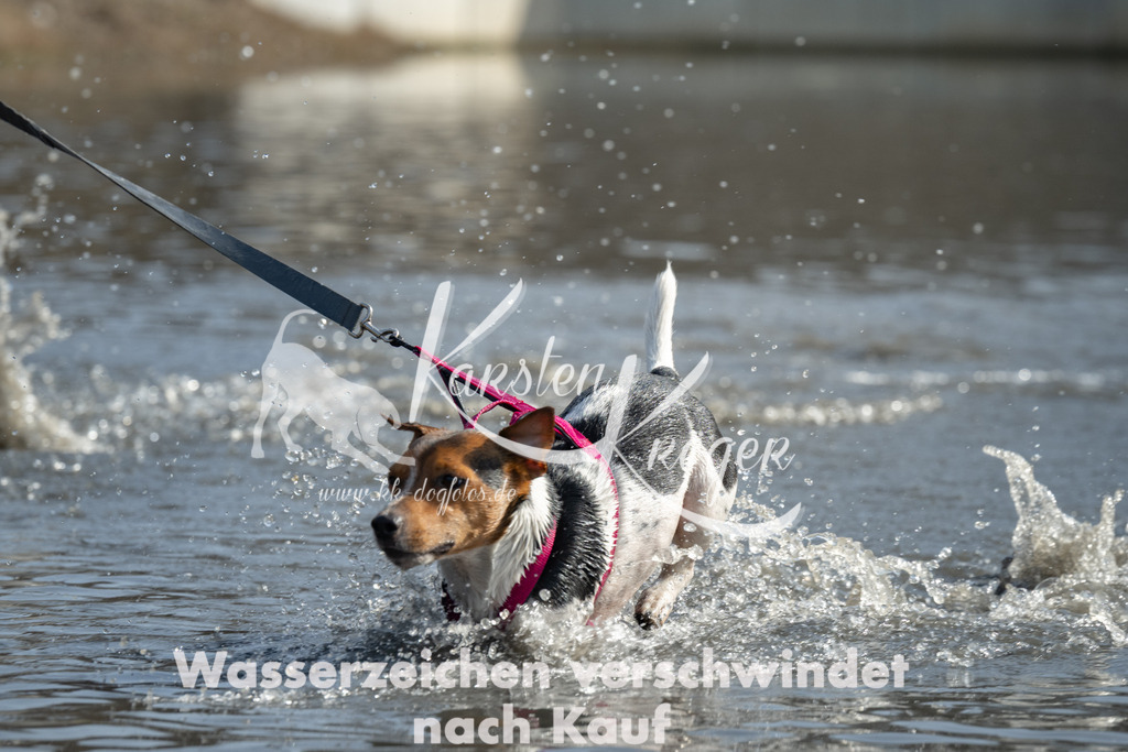 1205_ZZ98149 | kk-dogfotos