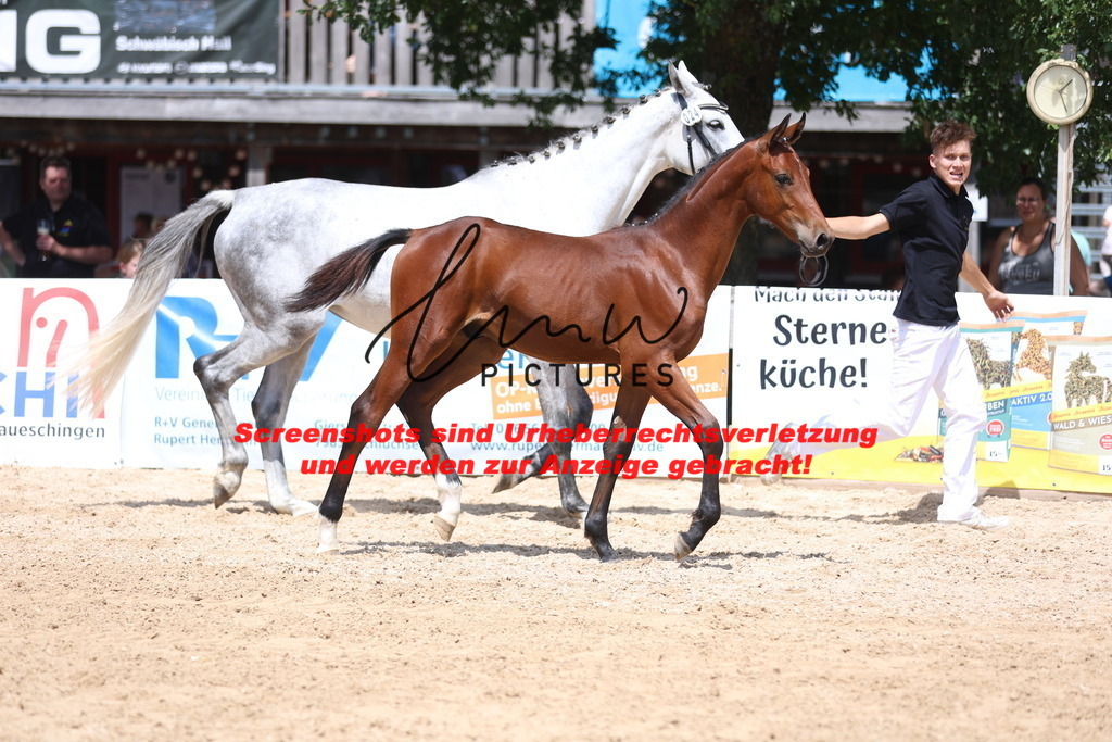 Fohlenschau_Schwäbisch_Hall_springbetonte_Fohlen_KN 24_12 | lmwpictures - Realisiert mit Pictrs.com