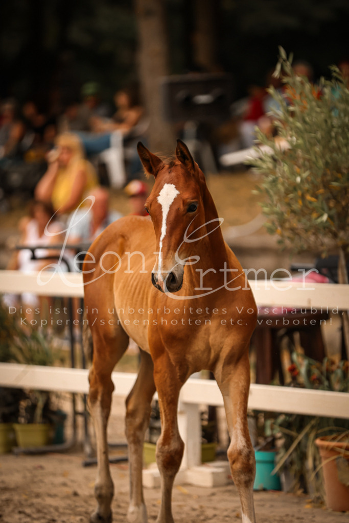 SaPA00232 | Leoni Ertmer Photography - Realisiert mit Pictrs.com