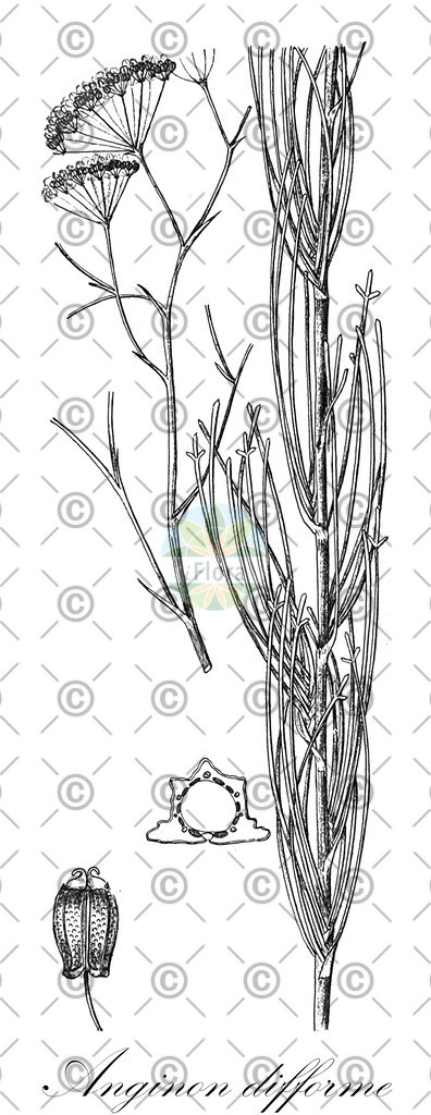 HistAbb_wfo-0000536523_1_ENZY_Simple | Historische Abbildung von Anginon difforme - Apiaceae | Historical Illustration of Anginon difforme - Apiaceae