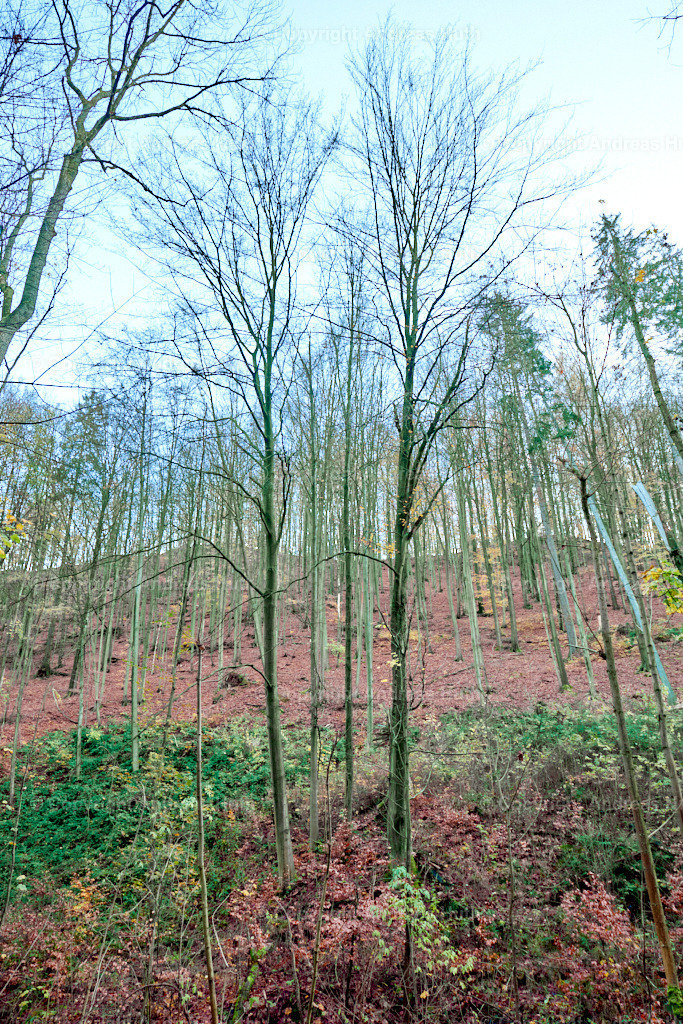 Im Tharanther Wald 05 | Bedeutsame Landschaften Deutschlands - Realisiert mit Pictrs.com