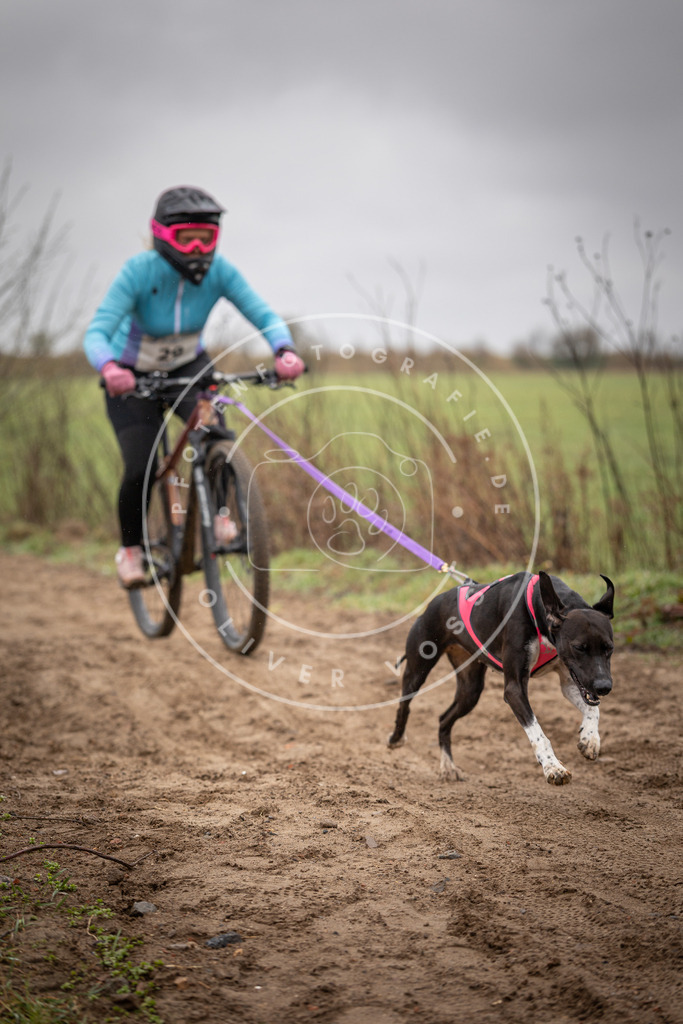 DV3A9089 | Hundefotografie, Tierfotograf, Pfotenfotografie, Fotoshooting Hund, Hunde Portrait, Hundesport, Hundeportraits, Heideshooting, Hunde, Sportfotograf, Hundefotograf, Turnierhundsport, THS,  - Realisiert mit Pictrs.com