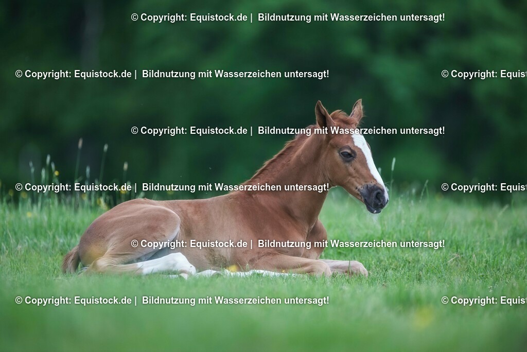 20210617_Fohlen_0342 | Foto: Thomas Hartig