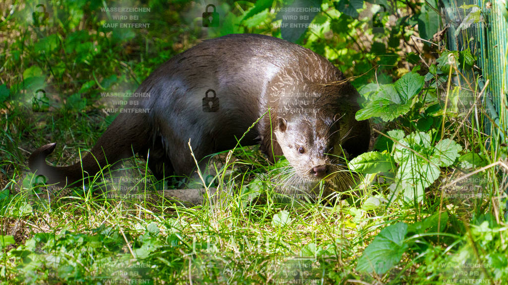 Otter | Frames by Niels – Fotograf aus Wassenberg (Nähe Mönchengladbach). Natürliche Fotos von Menschen, Tieren, Produkten und Architektur. Outdoor-Shootings & professionelle Prints direkt im Shop bestellen oder vor Ort buchen. - Realisiert mit Pictrs.com