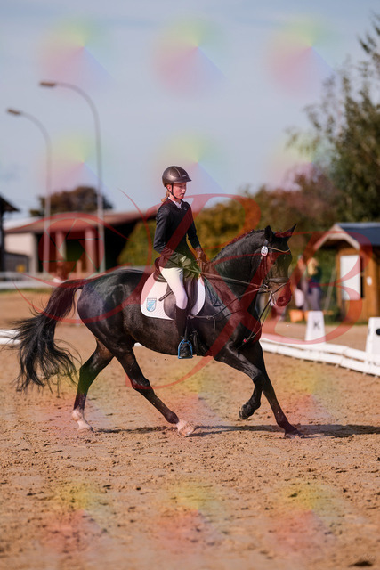 2026_10_03_Siefer-Hof_115748_Z81_98672009 | Professionelle Reitsport-, Turnier- und Eventfotografie von Robert Broda. Galerien mit ausgewählten und bearbeiteten Bildern direkt online ansehen und bestellen.