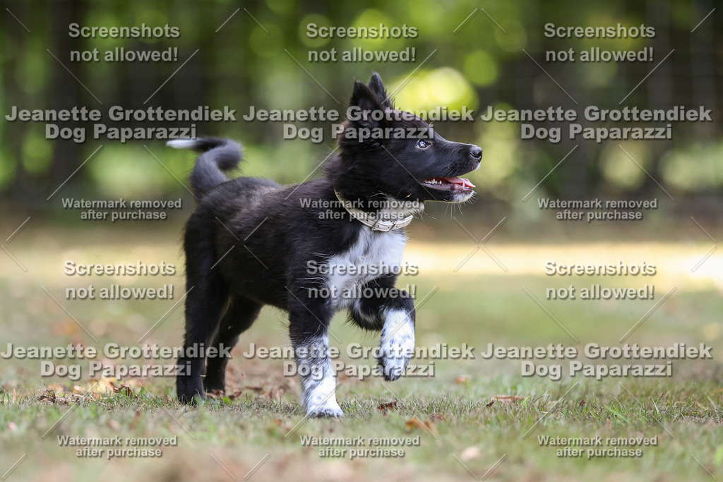 Dog Paparazzi -  Agiltiy Greffen 0826-549 Kopie | Dog Paparazzi Jeanette Grottendiek Fotografie & Videografie - Realisiert mit Pictrs.com