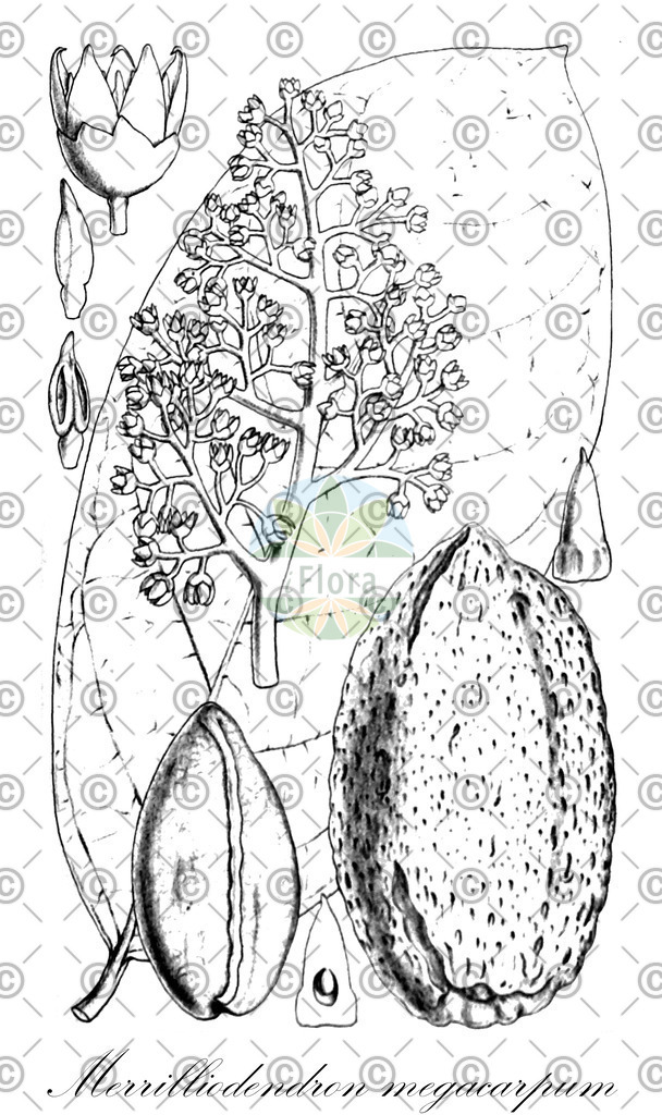 HistAbb_wfo-0000689696_1_ENZY_Simple | Historische Abbildung von Merrilliodendron megacarpum - Icacinaceae | Historical Illustration of Merrilliodendron megacarpum - Icacinaceae