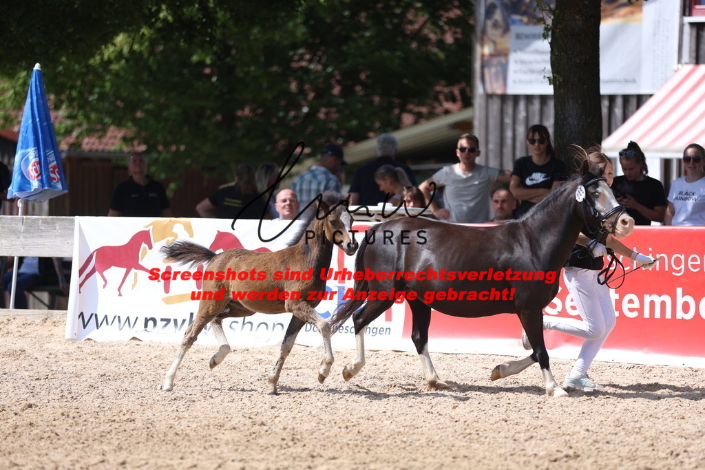 Fohlenschau_Schwäbisch_Hall_Ponys_KN 49_1 | lmwpictures - Realisiert mit Pictrs.com