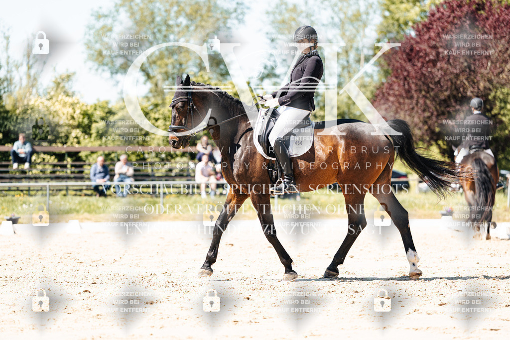 CK905433 | Turnierfotografie Pferdefotografie Trier Rheinland-Pfalz Pferdesport Reitsport Tierfotografie Sportfotografie Pferdevideo Pferdevideografie Equestrianvideography equestrianphotography  - Realisiert mit Pictrs.com
