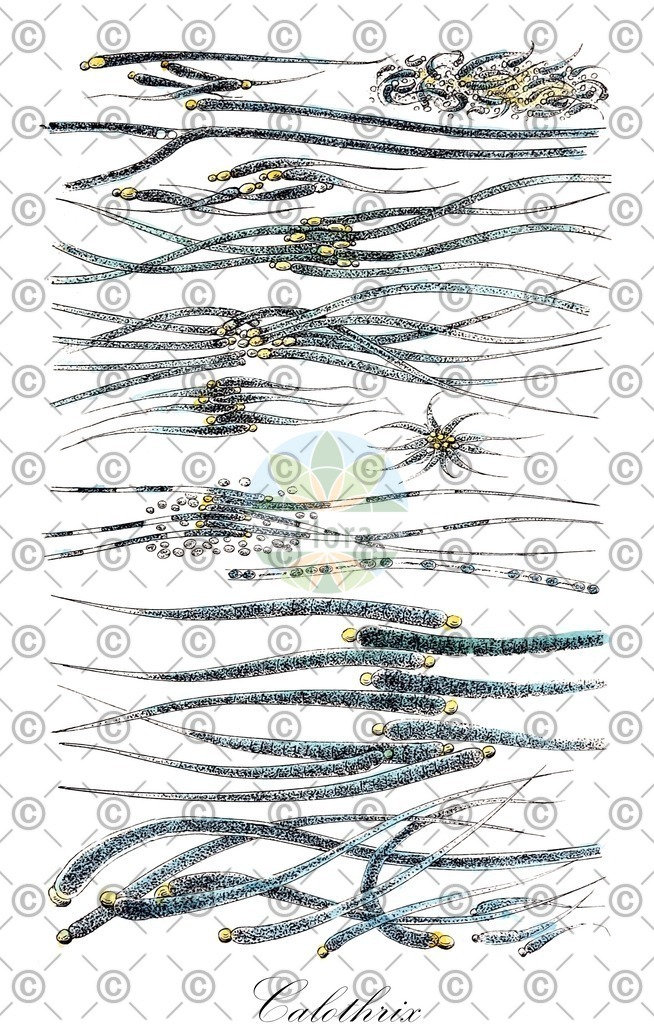 HistAbb_3FYV_7_ENZY_Simple | Historische Abbildung von Calothrix - Rivulariaceae (0) | Historical Illustration of Calothrix - Rivulariaceae (0)
