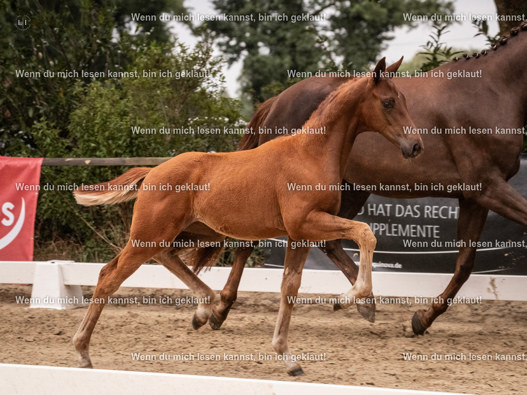 A10I6775 | photographylinaismer - Realisiert mit Pictrs.com