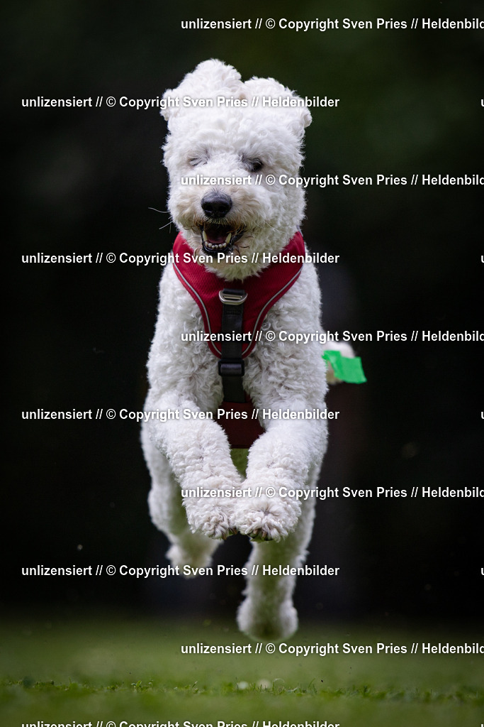 Sven Pries | 19. Allgemeines Hunderennen Karlsruhe Durlach - Realisiert mit Pictrs.com