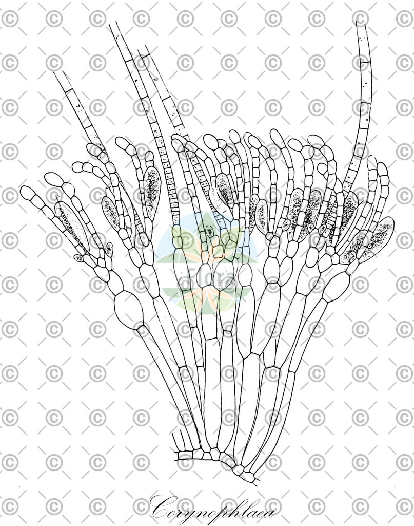 HistAbb_wfo-0000925851_1_ENZY_Simple | Historische Abbildung von Corynophlaea - Chordariaceae (0) | Historical Illustration of Corynophlaea - Chordariaceae (0)
