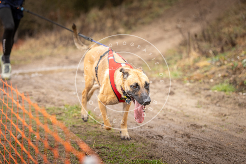 DV3A0357 | Hundefotografie, Tierfotograf, Pfotenfotografie, Fotoshooting Hund, Hunde Portrait, Hundesport, Hundeportraits, Heideshooting, Hunde, Sportfotograf, Hundefotograf, Turnierhundsport, THS,  - Realisiert mit Pictrs.com