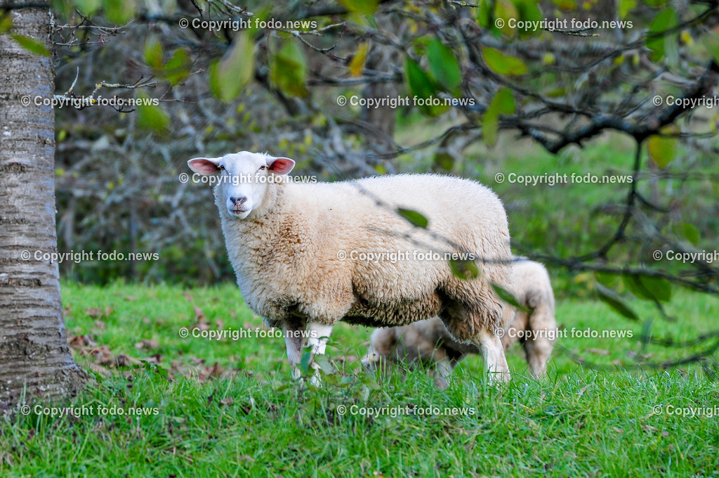 Linz_ Bauernhof_ 11.04.2025-30 | 11.04.2025, LINZ, AUT, Landwirtschaft, Bauernhof, im Bild Schafe, Schaf, Lamm, Bock, Tiere, Nutztiere, Freilandhaltung, Paarhufer
