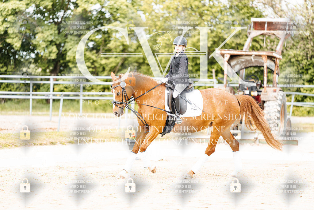CK904313 | Turnierfotografie Pferdefotografie Trier Rheinland-Pfalz Pferdesport Reitsport Tierfotografie Sportfotografie Pferdevideo Pferdevideografie Equestrianvideography equestrianphotography  - Realisiert mit Pictrs.com