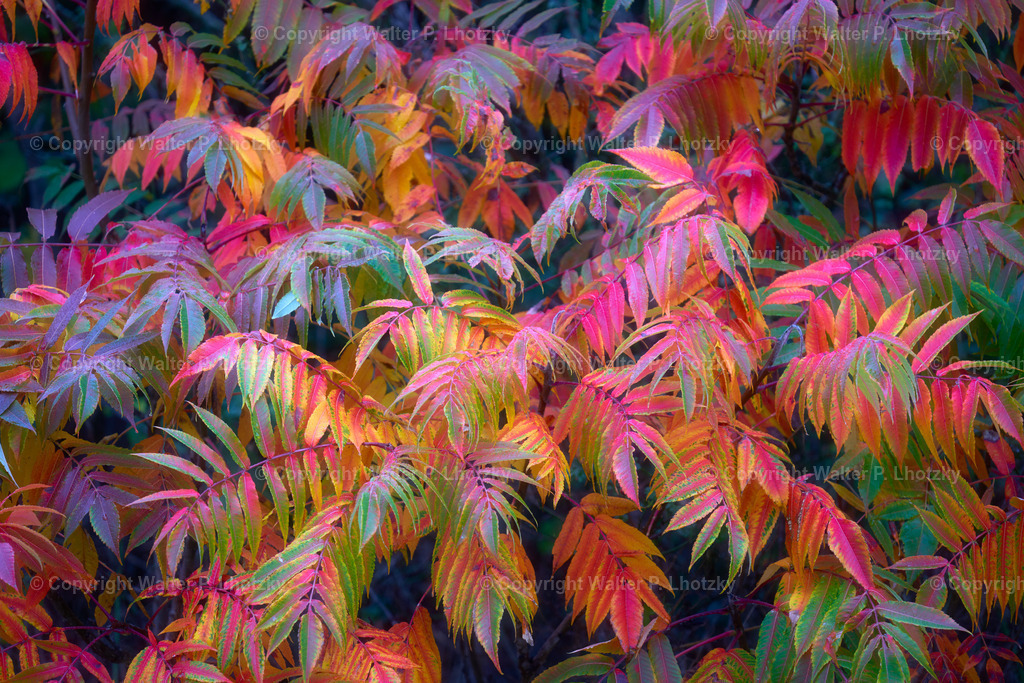 LHO07482 | wlstudio - Realisiert mit Pictrs.com