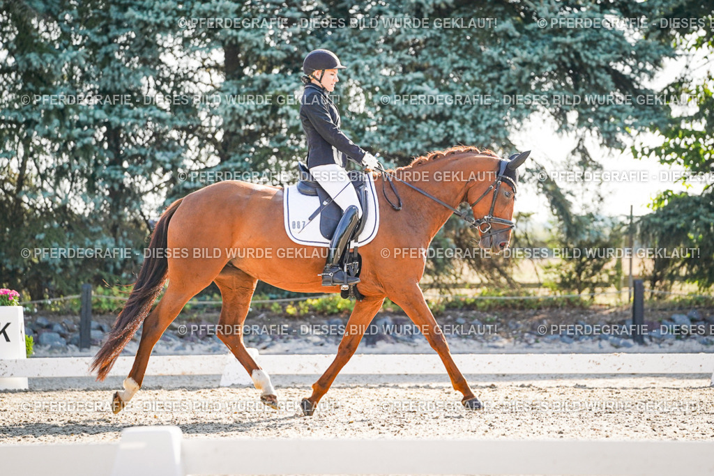 DSC09126 | Pferdegrafie