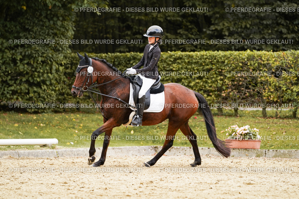 DSC00553 | Pferdegrafie