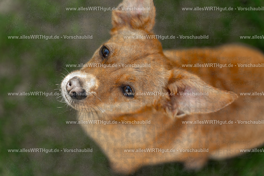 Hundeschwimmen_Volksbad_2026-allesWIRTHgut_Tierfotografie-2609061204-111408-7R500142 | Professionelle Tierfotografie in Mönchengladbach von Daniel Wirth (allesWIRTHgut). Liebevolle & natürliche Bilder von Hunden & Katzen für unvergessliche Erinnerungen.