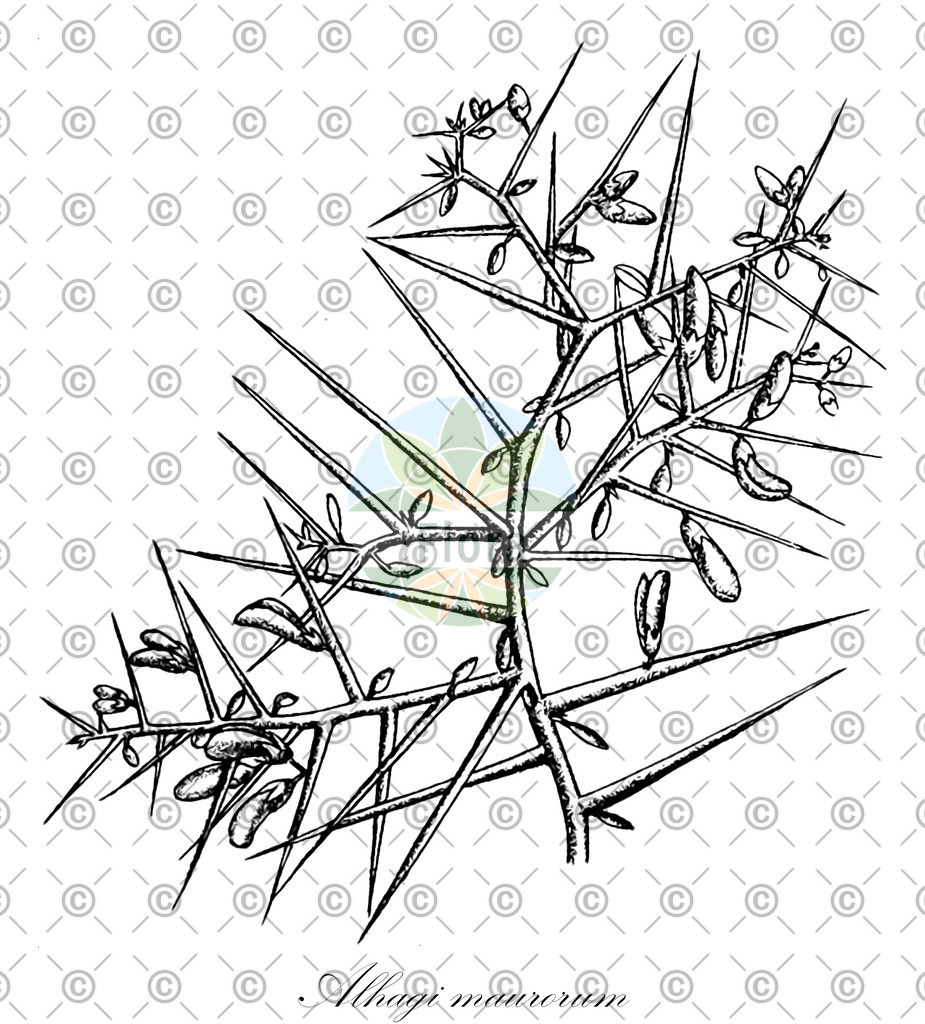 HistAbb_wfo-0000212422_1_ENZY_Simple | Historische Abbildung von Alhagi maurorum - Fabaceae | Historical Illustration of Alhagi maurorum - Fabaceae