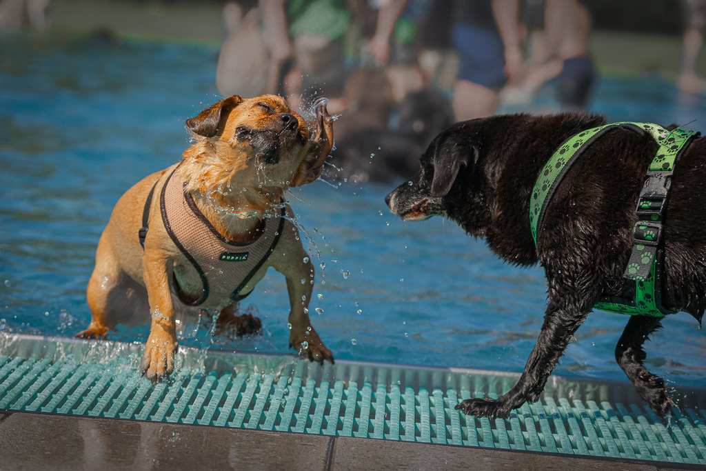 allesWIRTHgut Tierfotografie - 1204-FAY02825 | Professionelle Tierfotografie in Mönchengladbach von Daniel Wirth (allesWIRTHgut). Liebevolle & natürliche Bilder von Hunden & Katzen für unvergessliche Erinnerungen.