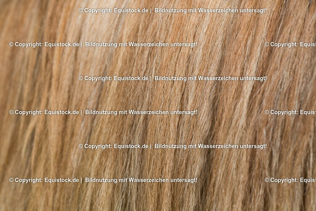 20150315_TOMsPiC_0067 | equistock