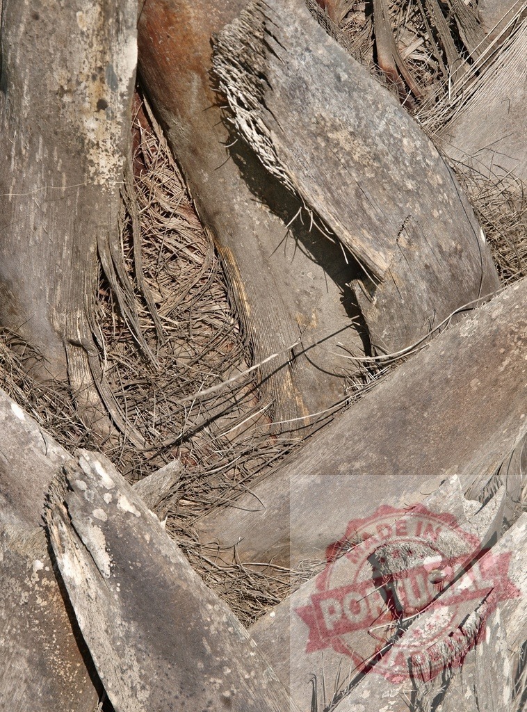 Closeup of palm tree trunk showing rough texture and fibers | Detailed view of a palm tree trunk revealing its intricate texture, fibers, and natural patterns - Realized with Pictrs.com