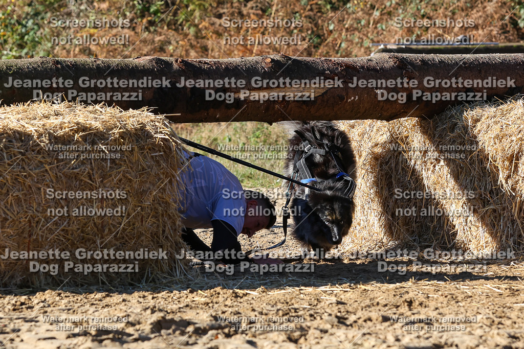 Dog Paparazzi - Strongdog 10-25-2426 | Dog Paparazzi Jeanette Grottendiek Fotografie & Videografie - Realisiert mit Pictrs.com