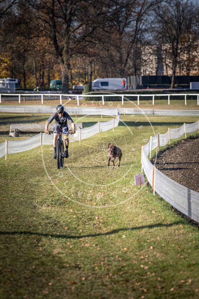 CaniXpix_DV3A2449 | Hundefotografie, Tierfotograf, Pfotenfotografie, Fotoshooting Hund, Hunde Portrait, Hundesport, Hundeportraits, Heideshooting, Hunde, Sportfotograf, Hundefotograf, Turnierhundsport, THS,  - Realisiert mit Pictrs.com
