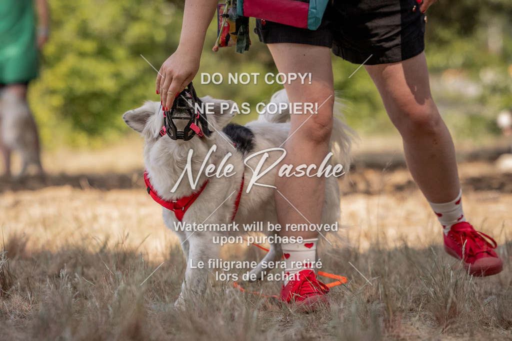 nelerasche_soDD2_381 | nelerasche