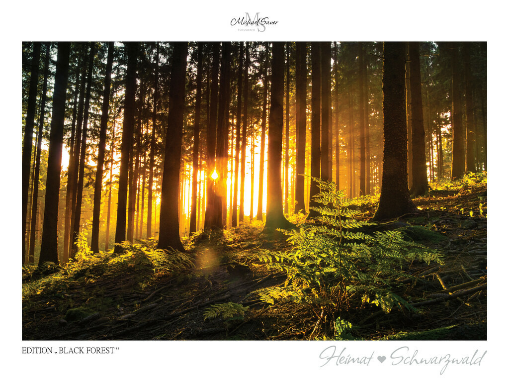 Edition "BLACK FOREST" | Motiv: Sonnenuntergang im Schwarzwald. Die beliebtesten Fotografien aus dem Schwarzwald als signierte Sonderedition. Eine exklusive Wanddekoration für alle Liebhaber von traumhaften Schwarzwaldlandschaften. Hochwertige Wandbilder in brillanter Druckqualität auf Acrylglas, Alu-Dibond und Leinwand für Ihr Zuhause – inklusive rückseitige Aufhängung.
 - Realisiert mit Pictrs.com