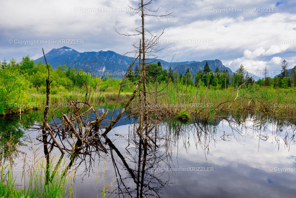 Inzeller Filzen | medienkrizzler - Realisiert mit Pictrs.com