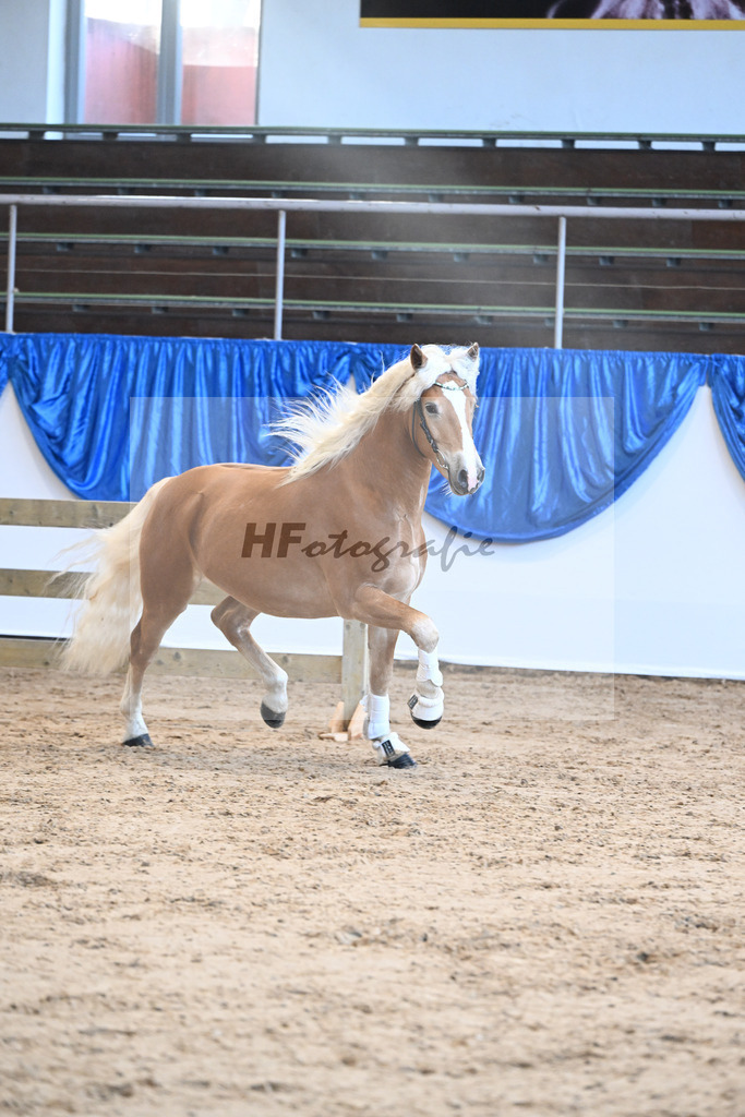 Kat-Nr. 25 Bandit v. Barios_Haflingergestuet Meura_48250525 | hf-fotografie - Realisiert mit Pictrs.com