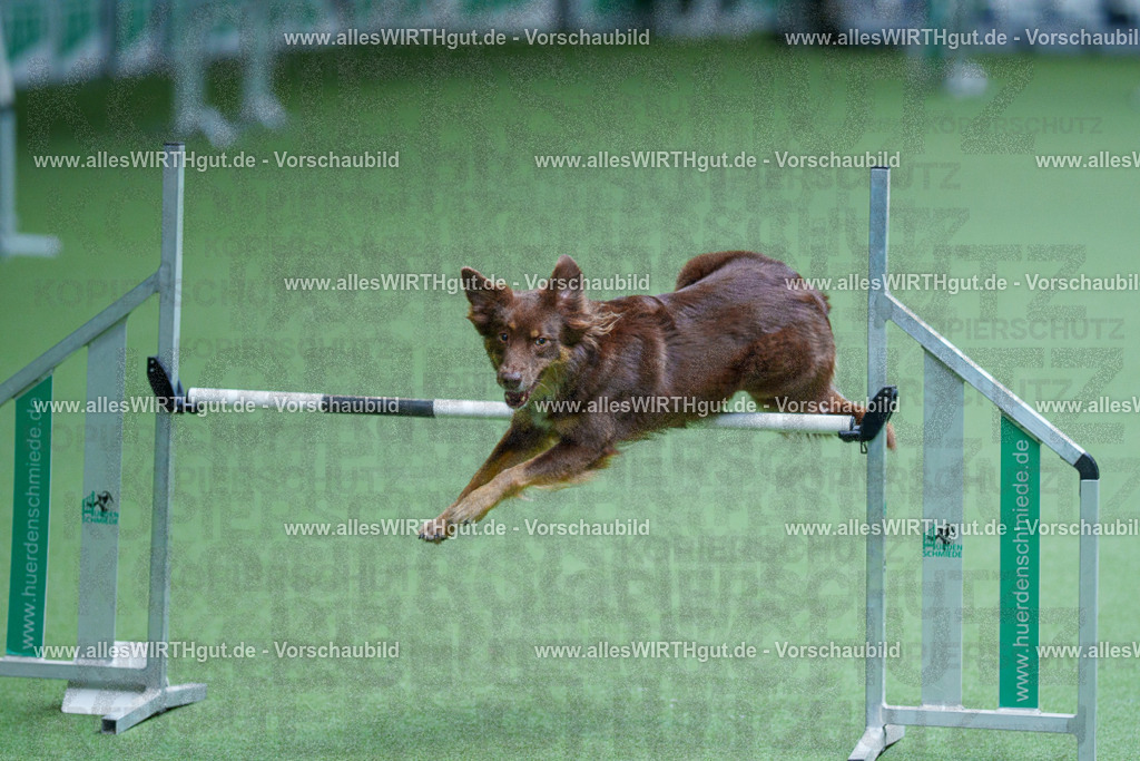 @allesWIRTHgut_Tierfotografie - www.allesWIRTHgut.de - 2604261246-7R501661 | Professionelle Tierfotografie in Mönchengladbach von Daniel Wirth (allesWIRTHgut). Liebevolle & natürliche Bilder von Hunden & Katzen für unvergessliche Erinnerungen.