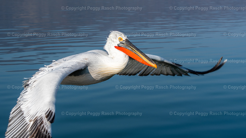 Pelikane (20) | PeggyRaschPhotography - Realisiert mit Pictrs.com