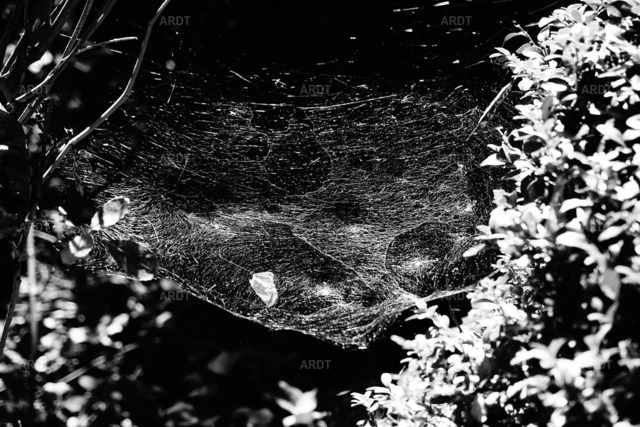 Landschaft und Natur ohne Farbe 18 | ARDT Foto Kunst