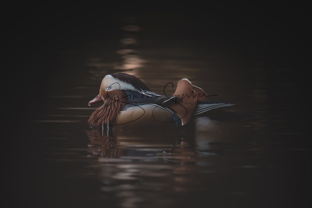 Mandarinente | Simone Sperber, svb-photography,Fotografin,Bilddesignerin,Naturfotografie,Macrofotografie,Tierfotografie,Wildtierfotografie,Ausstellungen,Auftragsfotografie,Kunst,Art,Photographer,Shootings,Bildberatbeitung,Galerie,Shop