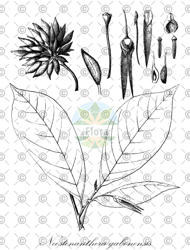 HistAbb_EMP_45730_1_SIMPLE | Historische Abbildung von Neostenanthera gabonensis - Annonaceae | Historical Illustration of Neostenanthera gabonensis - Annonaceae