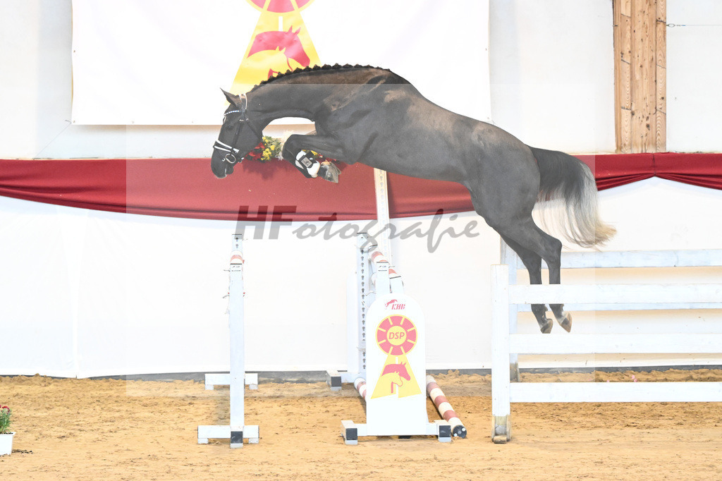Kat-Nr. 35 Hickstead White x Alcatraz_Sommer_43231361 | hf-fotografie - Realisiert mit Pictrs.com