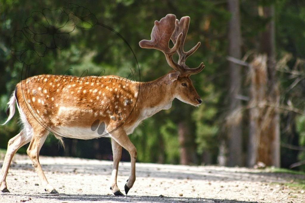 Damhirsch  | Rot mit Flecken ist das Sommerfell des Damwildes. In der kälteren Jahreszeit wird das Fell dunkelbraun und die weißen Flecken sind kaum zu sehen.  - Realisiert mit Pictrs.com