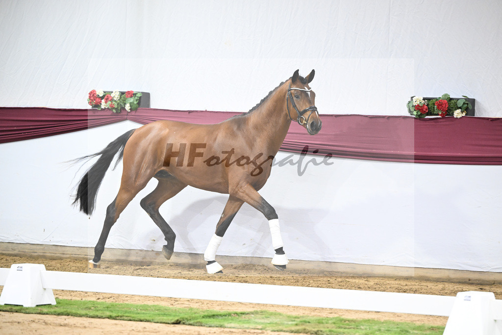 Kat-Nr. 44 Va Bene x Monte Bellino_Alfred Kohn_47251551 | hf-fotografie - Realisiert mit Pictrs.com