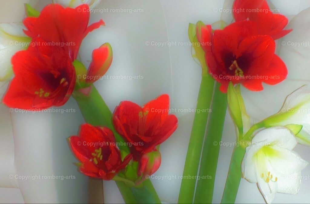Flowers4 | Amaryllis, rote Amaryllis, weiße Amaryllis, Blumenstrauß aus Amaryllis