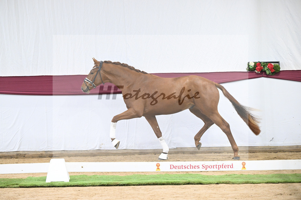 Kat-Nr. 107 Escanto PS x Vitalis_Angelina De Vittorio GmbH u Co. KG_47253426 | hf-fotografie - Realisiert mit Pictrs.com