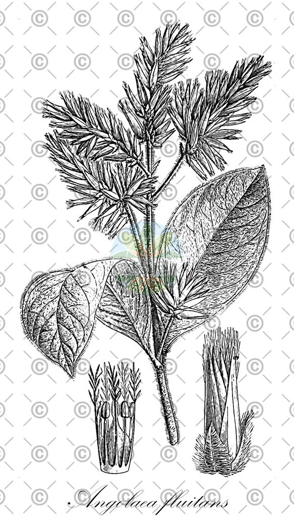 HistAbb_wfo-0000536542_176_ENZY_Simple | Historische Abbildung von Angolaea fluitans - Podostemaceae | Historical Illustration of Angolaea fluitans - Podostemaceae